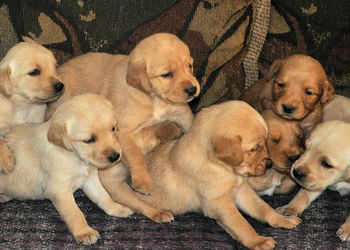 High angle view of golden retriever