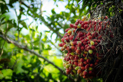 Low angle view of berries growing on tree