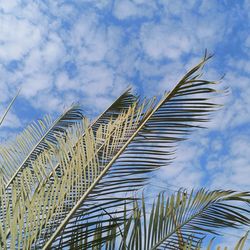 Low angle view of palm trees against blue sky