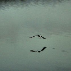 View of birds in water