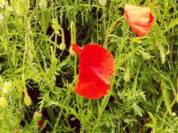 Close-up of red poppy flower