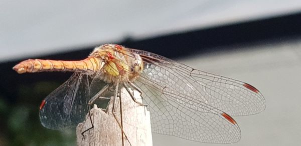 Close-up of dragonfly