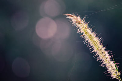 Close-up of plant against sky