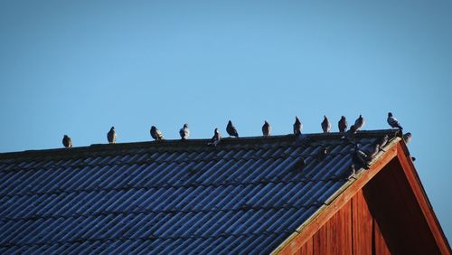 Low angle view of birds on roof against clear sky