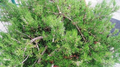 High angle view of plants growing on field