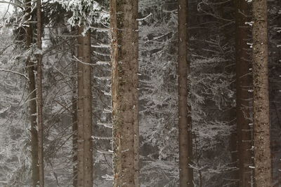 Close-up of trees in forest during winter