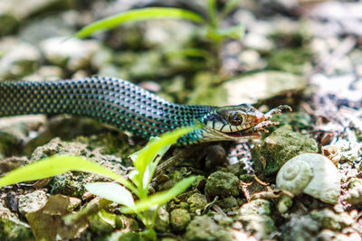 Close-up of snake hunting