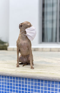 Pure breed italian greyhound dog outdoors with protective mask for coronavirus. covid-19.