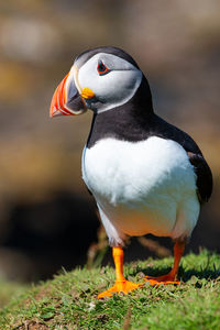 Close-up of a bird