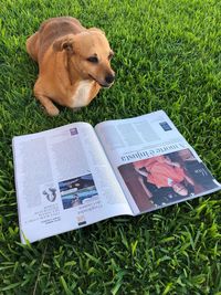 High angle view of a dog on field