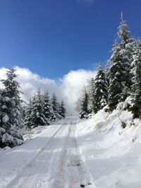 Snow covered trees against sky