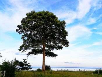 Trees on landscape against blue sky