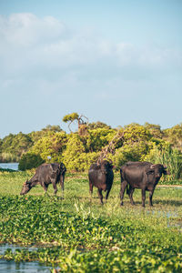 Horses grazing in a field