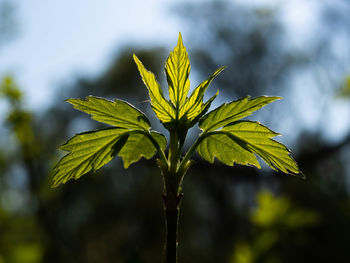 Close-up of plant leaves