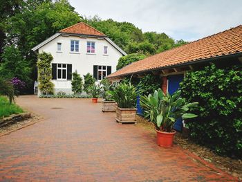 Potted plants on footpath by building in city