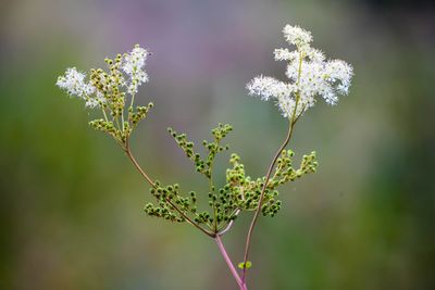 Close-up of white flowering plant