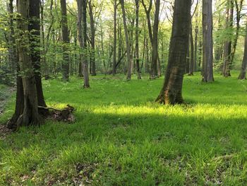 Trees growing in forest