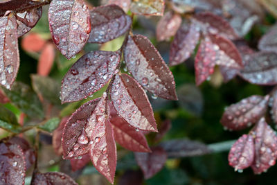 Close-up of wet leaves during autumn