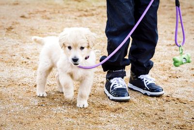 Dog standing on field