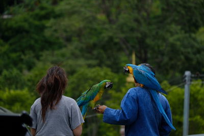 Rear view of two birds perching outdoors