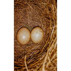 Directly above shot of eggs in nest