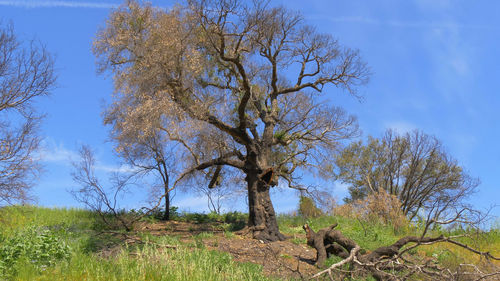 View of tree on field against sky