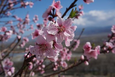 Close-up of pink cherry blossom