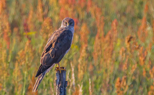 Bird perching on wooden post