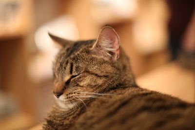 Close-up of cat sleeping