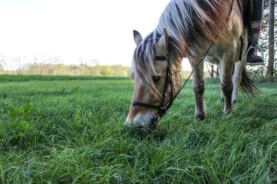 View of horse on field