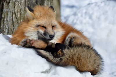 View of fox on snow