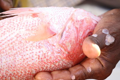 Cropped hand of person holding fish outdoors