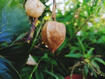 Close-up of fruits growing on plant