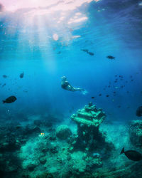 High angle view of fish swimming in sea