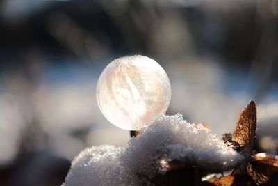 Close-up of frozen ball