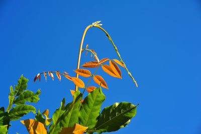 Low angle view of leaves against clear blue sky