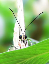 Close-up of insect on leaf