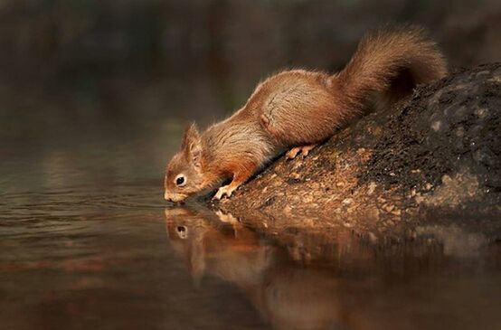 animal themes, one animal, animals in the wild, wildlife, mammal, selective focus, focus on foreground, nature, close-up, zoology, side view, water, full length, rock - object, no people, squirrel, outdoors, day, animal, zoo