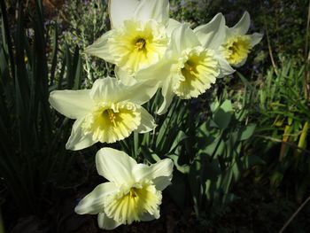 Close-up of daffodils blooming outdoors