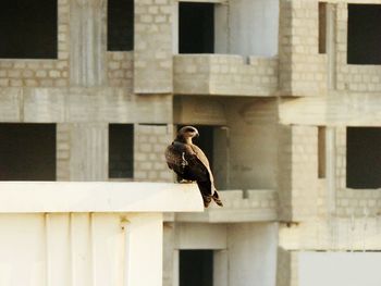 Bird perching on wall