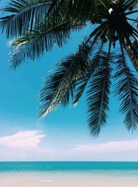 Palm tree by sea against sky