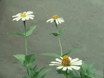 Close-up of daisy flowers growing against wall