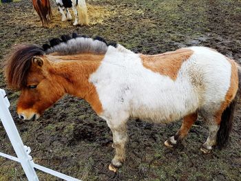 High angle view of horse in ranch