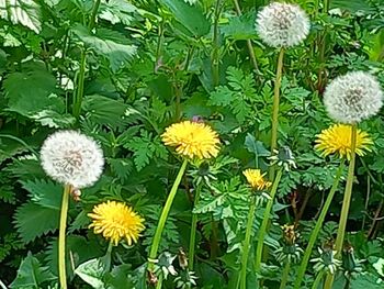 plant