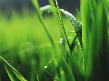 Close-up of water drops on grass