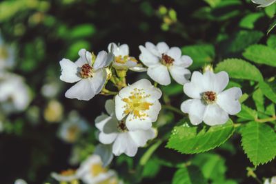 Close-up of white flowering plant