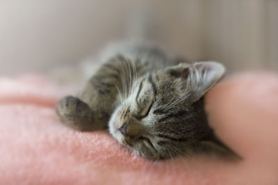 Close-up of cat sleeping