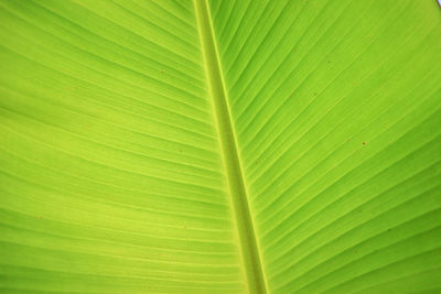 Full frame shot of banana leaf