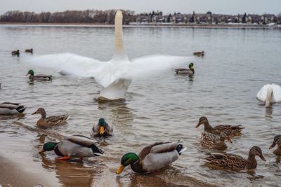 Swans swimming in lake