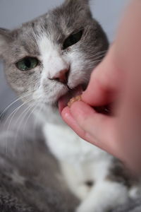 Close-up of hand with cat